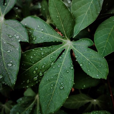 DAUN SINGKONG 