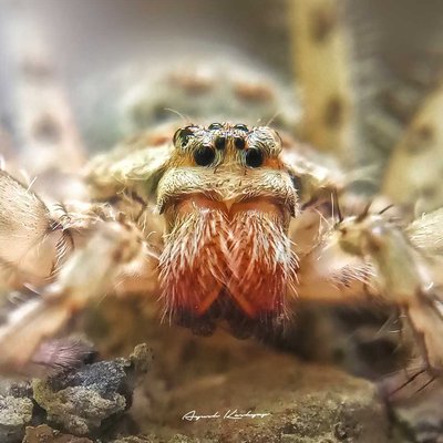 A huntsman