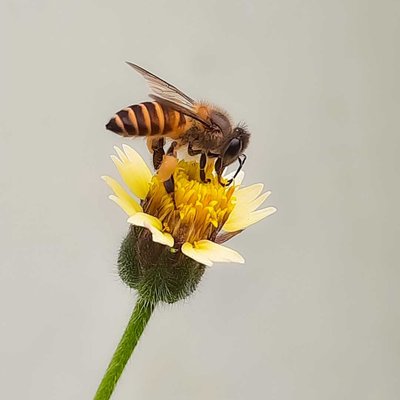 Macro (Nature flora/fauna)