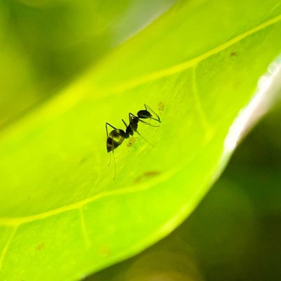 Macro photography 