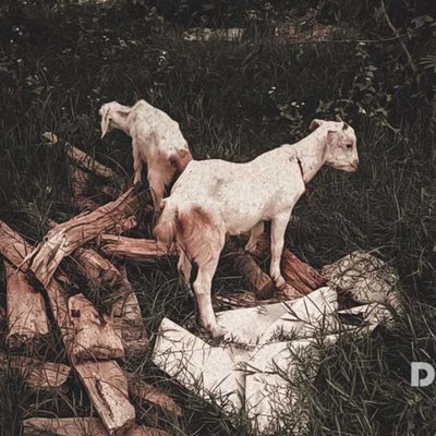 GRAZING GOATS 