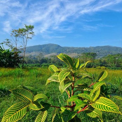 Green view