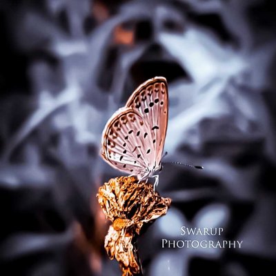 🦋🦋