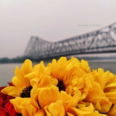 সূর্যমুখী × হাওড়া ব্রিজ = ♡
