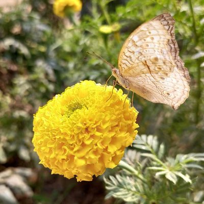 Sustenance for butterfly 