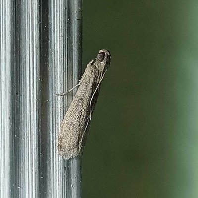 Indian meal moth