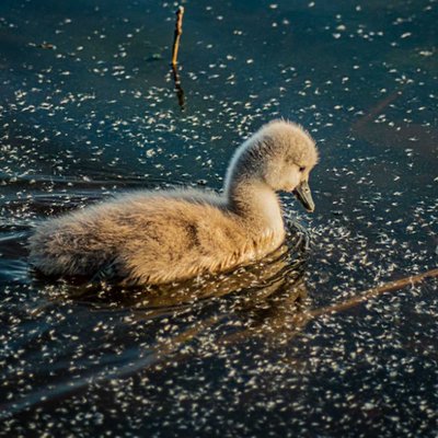 Mute swan