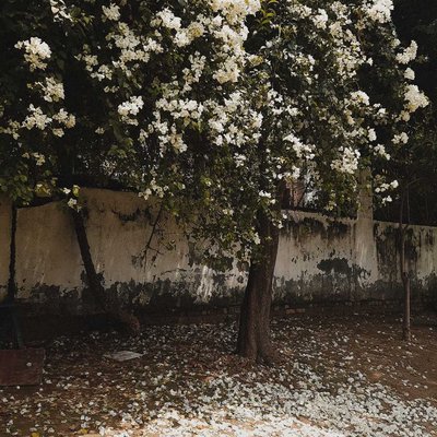 Flora
