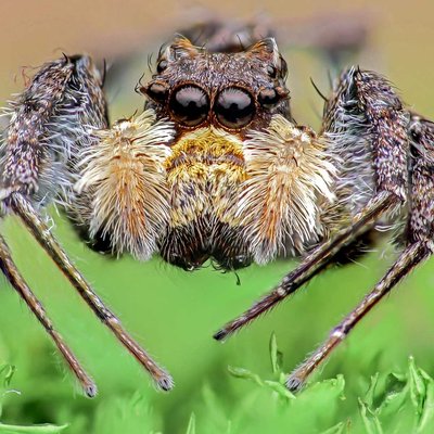 Portia Labiata Origin Java