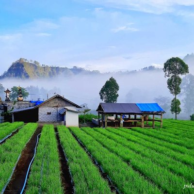 A paddy field at Songan village, Kintamani