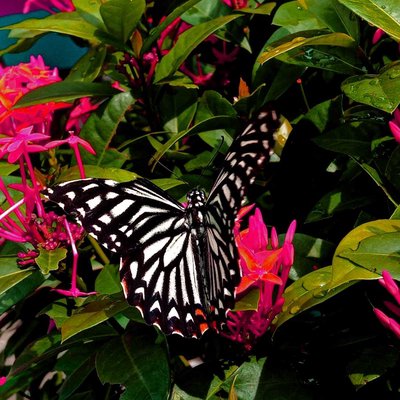 Frame of Beauty😍 🦋