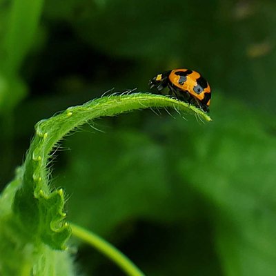 Coccinella transversalis