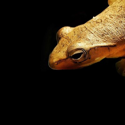 Tree Frog