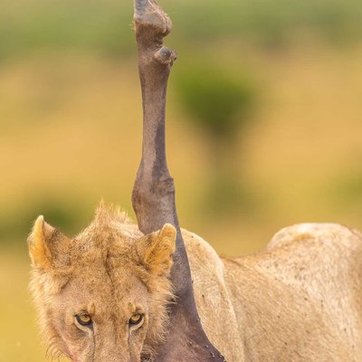 "RAW MAJESTY: A Hungry Young Lion triumphs over a Wildebeest