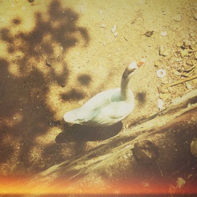 WATER BIRDS OF INDIA  