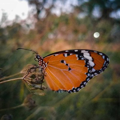 butterfly 🦋