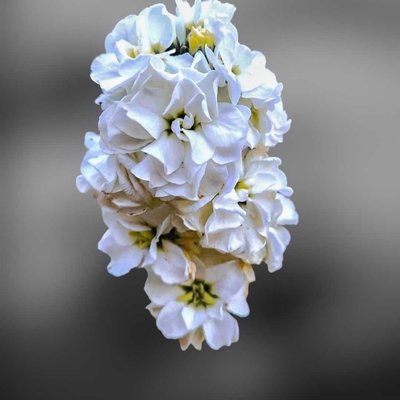 Hoary Stock Flower 🌼🤍