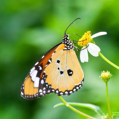 Danaus Chrysippus (Butterfly)