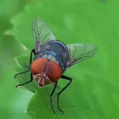 Housefly compound eye pattern

