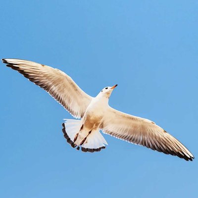 fly high