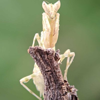 Mantis