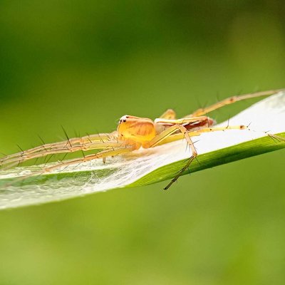 Oxyopes salticus