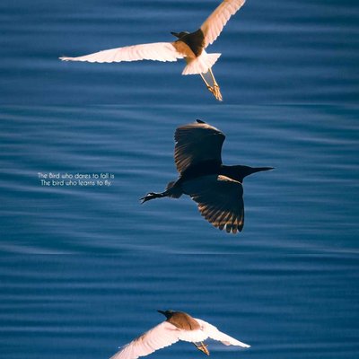 Fly high 🕊️
