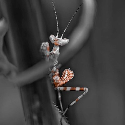 Mantis