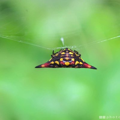 Spiny Orb Weaver dangling