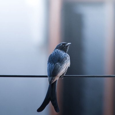 The Black Drongo