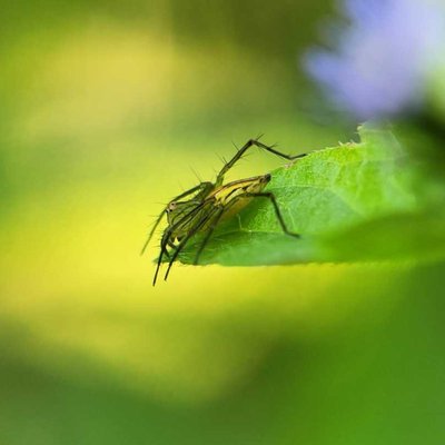 Spider.