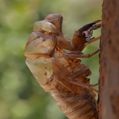 Cicada!!