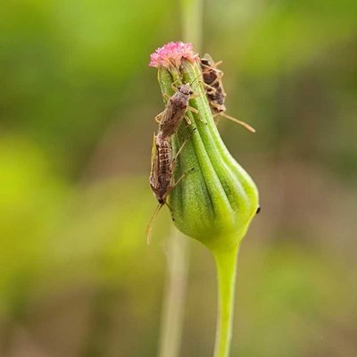 Insect mating