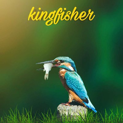 kingfisher✨
