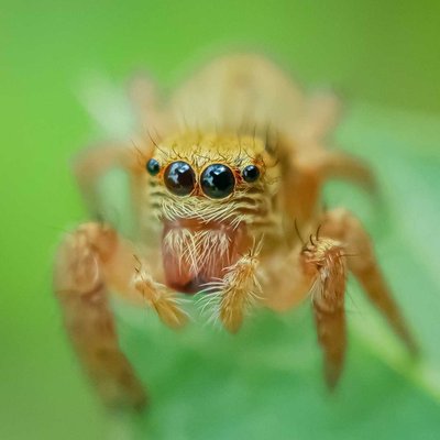 Evarcha Spider.