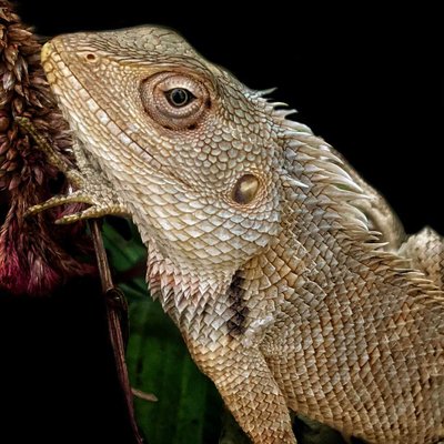 Garden Lizard