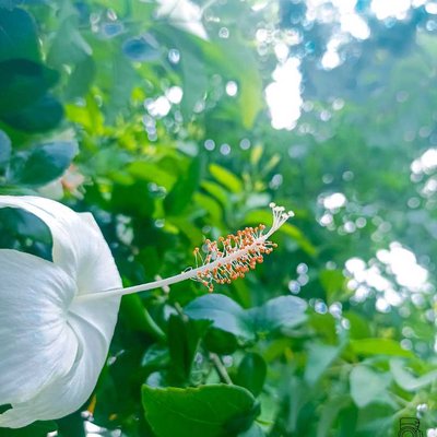 White Hibiscus🌺