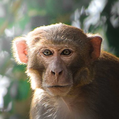SOMETIME ANIMAL POTRAITS
