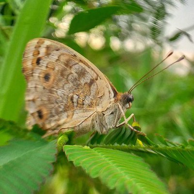 buterfly
