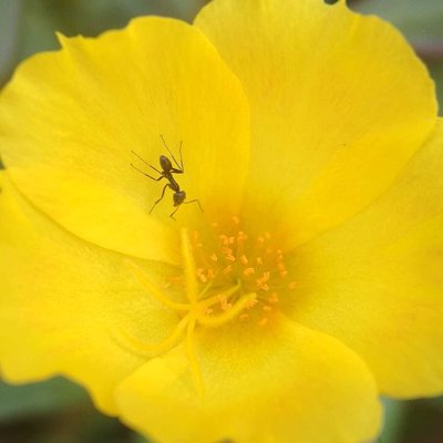 insect and flower. 
