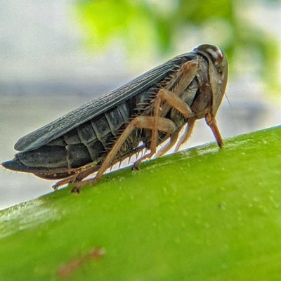 Cicadellidae