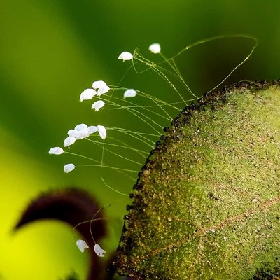 insects egg