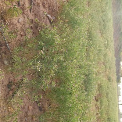 Cumin Crop