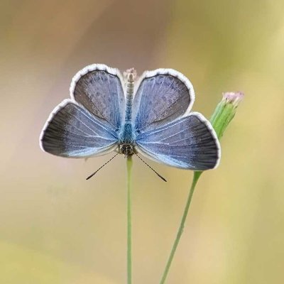 Pseudozizeeria maha