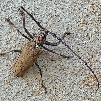 this bug 🪲 just popped up at my home 🤣