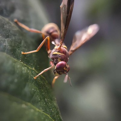 Macrography 