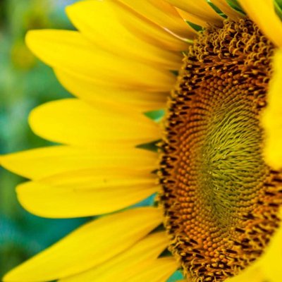 🌻 🌻 🌻 🌻 