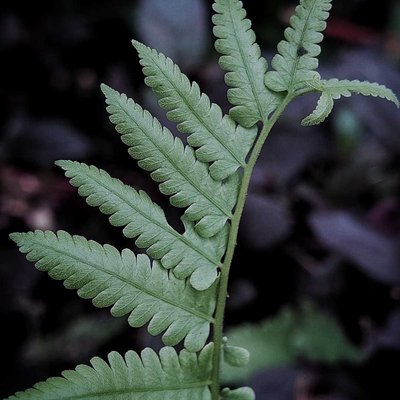 Tanaman Athyrium 