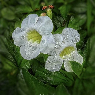 Hujan-Hujanan