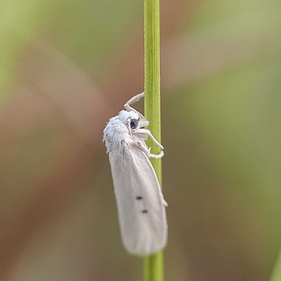 Chionarctia nivea